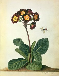 Primulaecae : un polyanthus en fleur avec un insecte volant, 1764